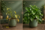 Plant Growth Booster & Plant Protection Spray Combo – Pack of 5