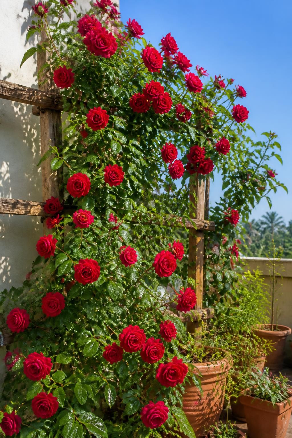 Elegant Climbing Rose Flower Seeds With Plant Growth Supplement KIT