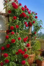 Elegant Climbing Rose Flower Seeds With Plant Growth Supplement KIT